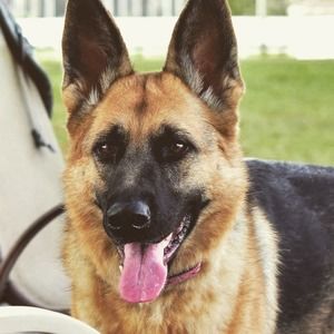 Meet your Posher, Ella